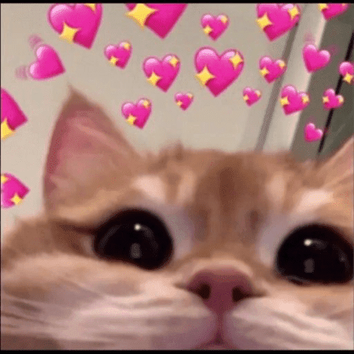 Gatinhos fofos 11