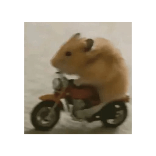 HAMSTER IMUT 22