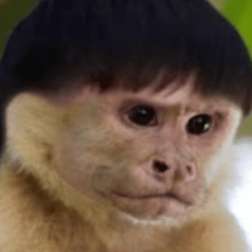 Animais engraçados  13