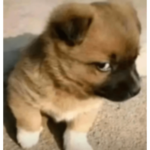 Perritos enojados 🔥😡 15