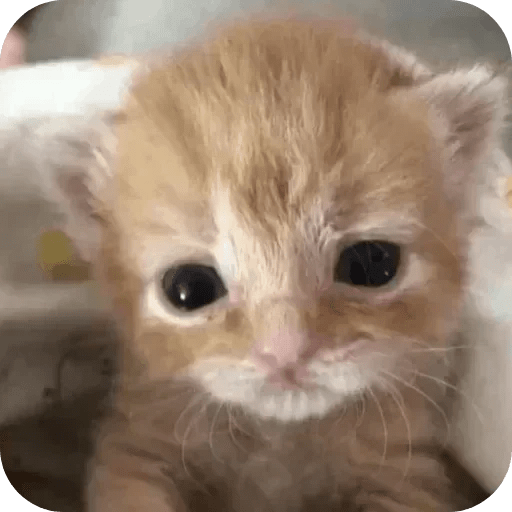 Gatos funny cats 😺🐈‍⬛ 17