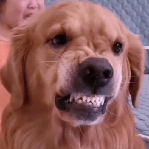 Perritos enojados 🔥😡 4