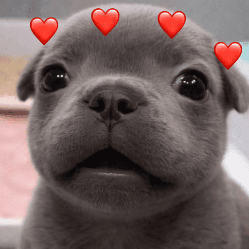 Pibble 13