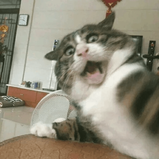 🤣 Memes Buenos reacciones 💥🤣 5
