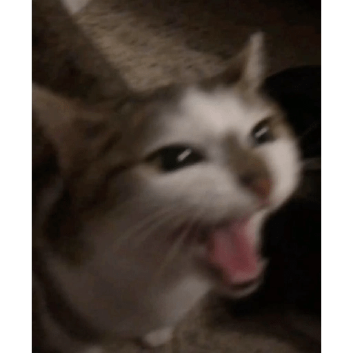 Gatitos 😹 4