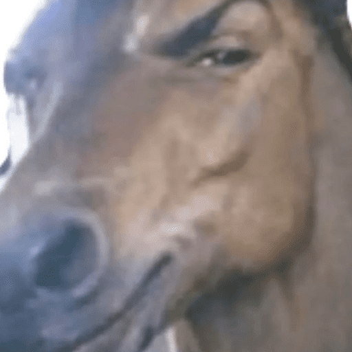 Reações animais  8