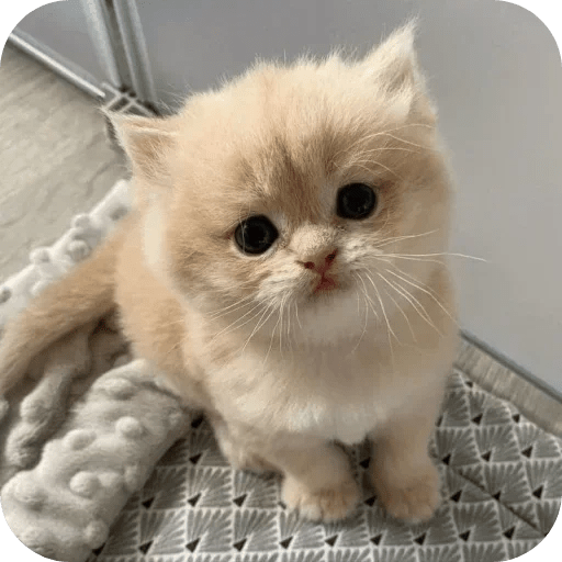 Gatos funny cats 😺🐈‍⬛ 9