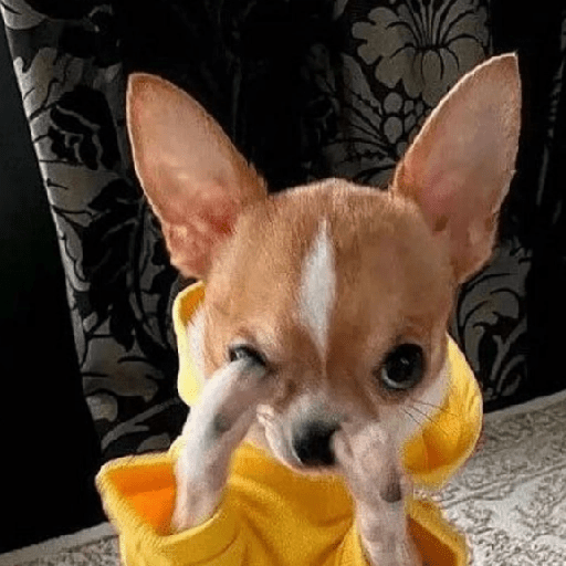 🐾Perritos Reacciones #4 13