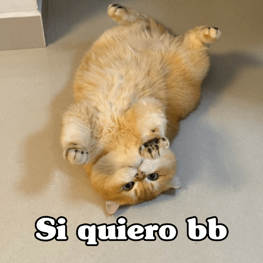 🧿 Dilo con Michis 4🐱 30