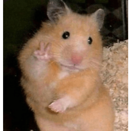 HAMSTER IMUT 2
