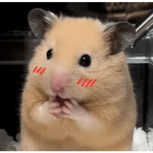 HAMSTER IMUT 21