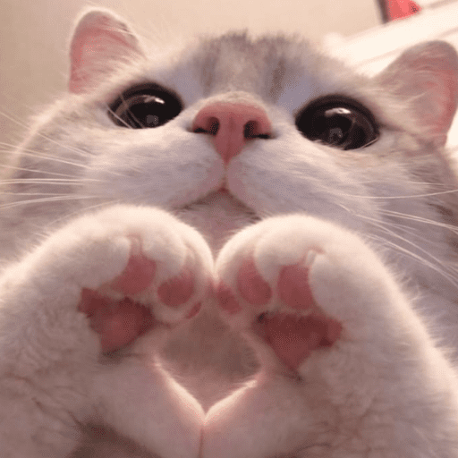Gatinhos fofos 13