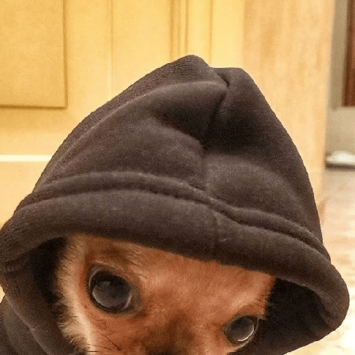 🐾Perritos Reacciones #4 6