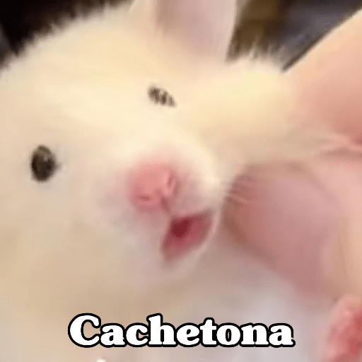 🧿 Hamster ratas roedores🐭🐁🐹🐀 24