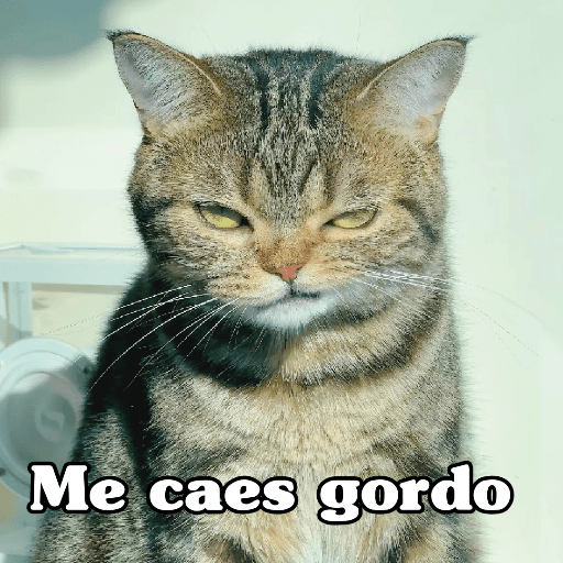 🧿 Dilo con michis 5😺 22