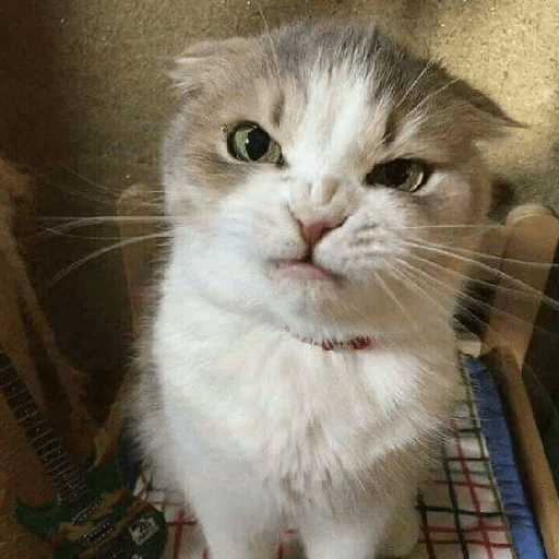 Gatitos enojados 😡 🔥 14