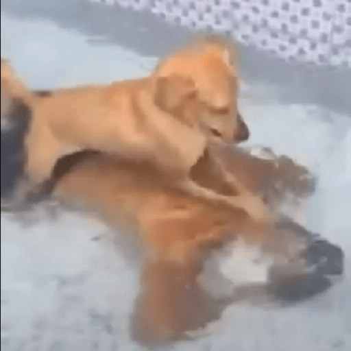 Perritos Reacciones #5 🐩 12