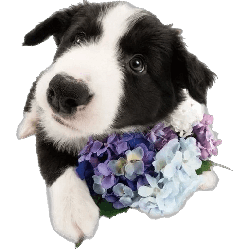 Perritos divertidos 🐶💘 9