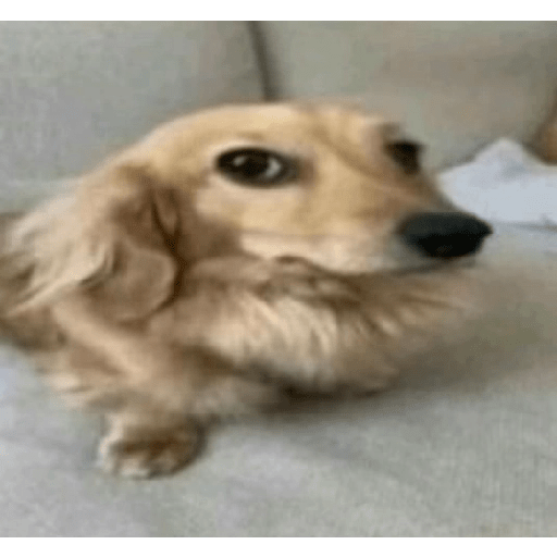 MEME TIKTOK VIRAL 16