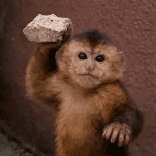Reações animais  14