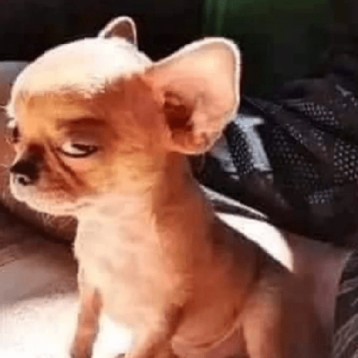 Perritos enojados 🔥😡 8