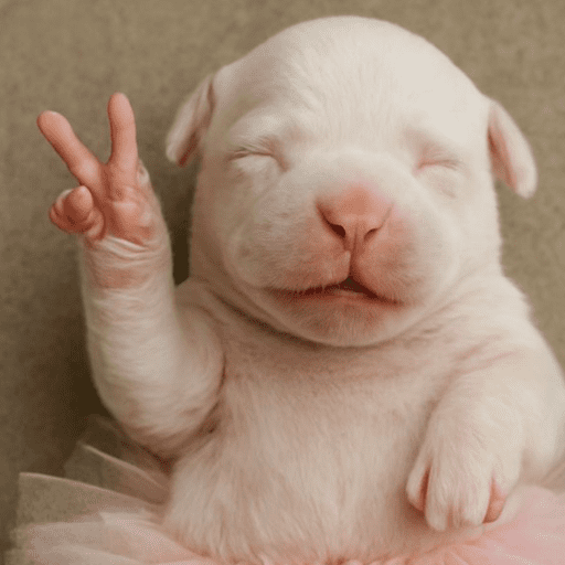 Pibble 14