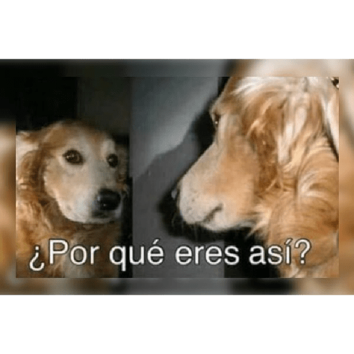 Adios vaquero 17