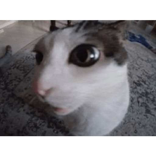 Gatitos 😹 3