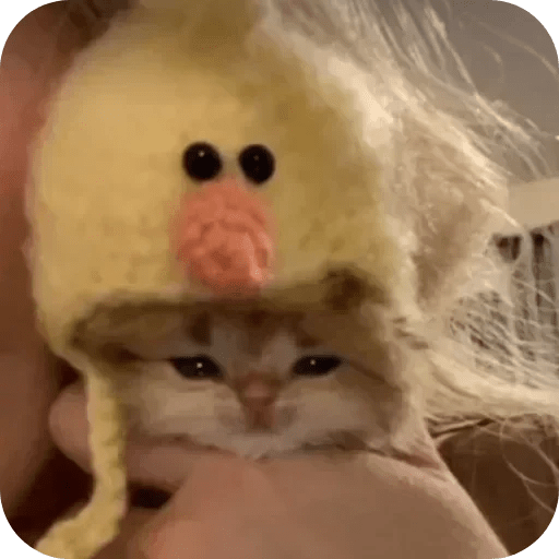Gatos funny cats 😺🐈‍⬛ 8