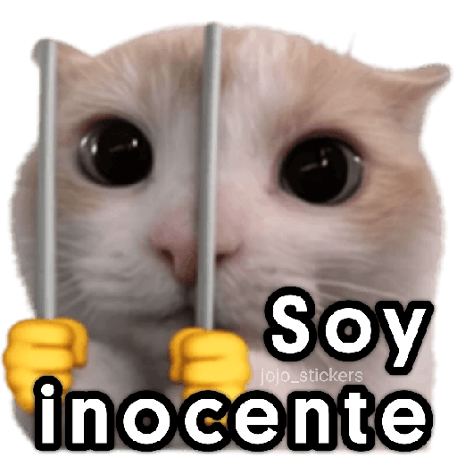 🐾🐈‍⬛ Gato |michi|cat 🐾 17