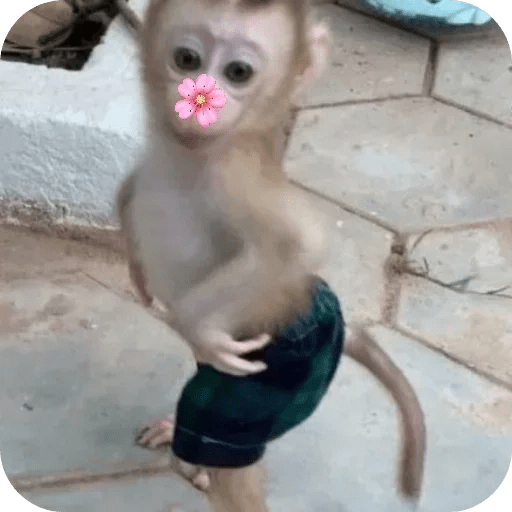 Monitos bonitos tiernos 🌸🙈 11