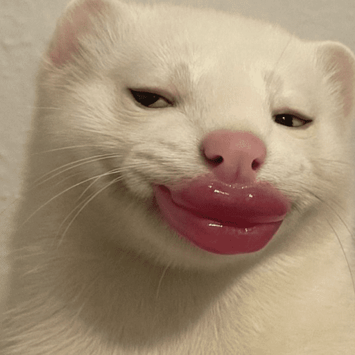 Animais engraçados  10
