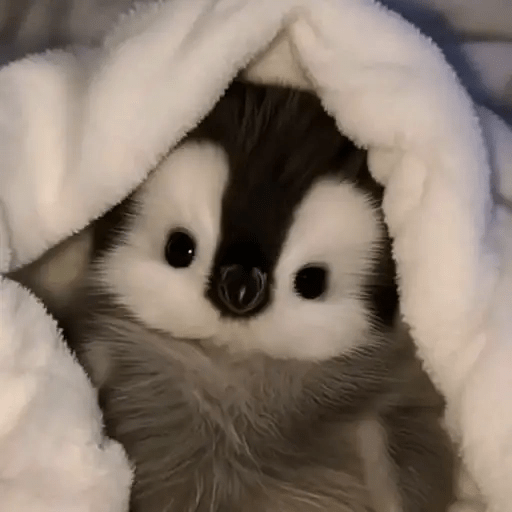 💓 Pingüinos bebé 3🐧 5