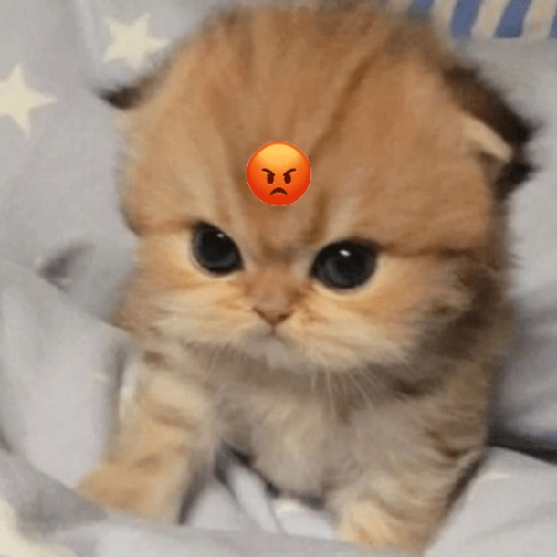 Gatitos enojados 😡 🔥 10