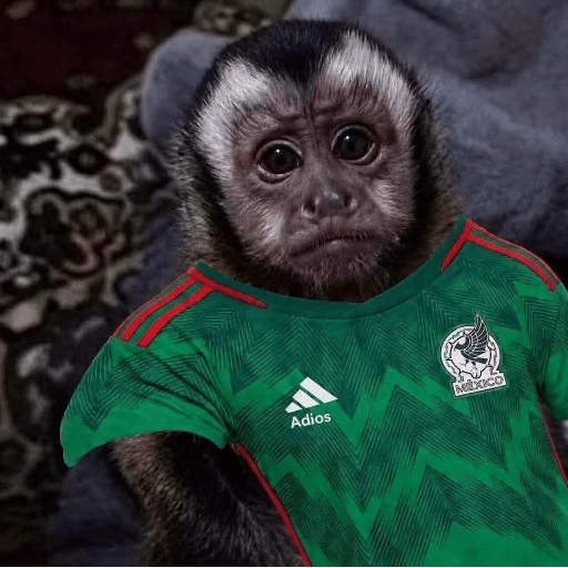Memes México  5