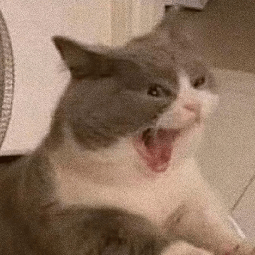 Gatitos enojados 😡 🔥 2