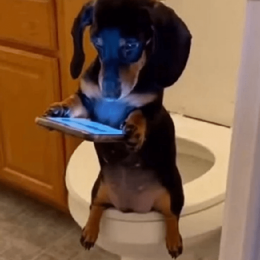 🐾Perritos Reacciones #4 2