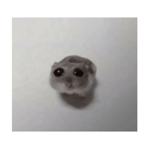 HAMSTER IMUT 23