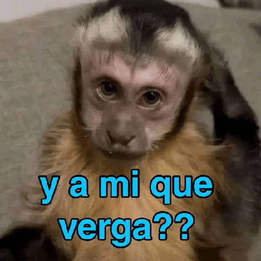 Changuitos Random 🐒 12