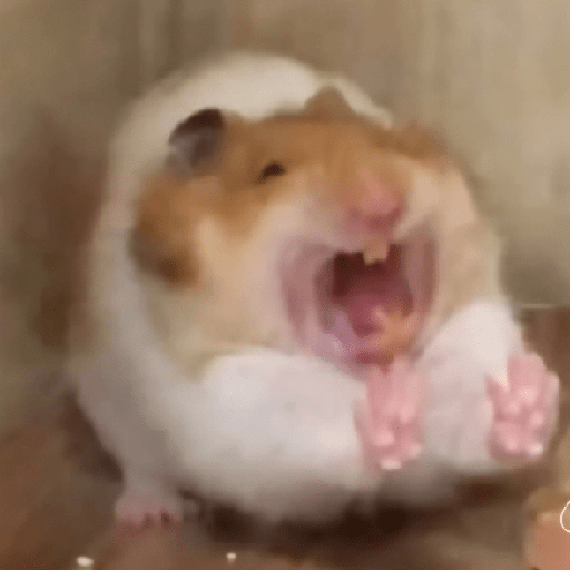 🐀Ratitas y Hámsters 🐹 1