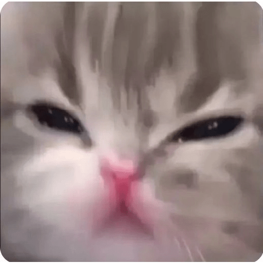 Gatitos 😝 1