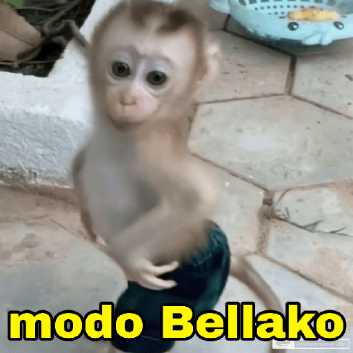 Changuitos Random 🐒 4