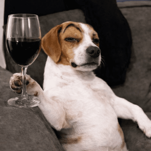 Reações animais  10