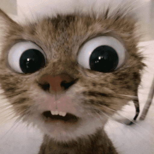 Gatinhos fofos 2
