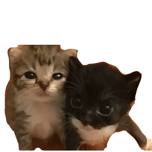Gatitos memes viral 🔥 12