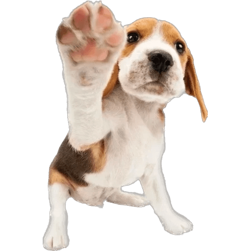 Perritos divertidos 🐶💘 7