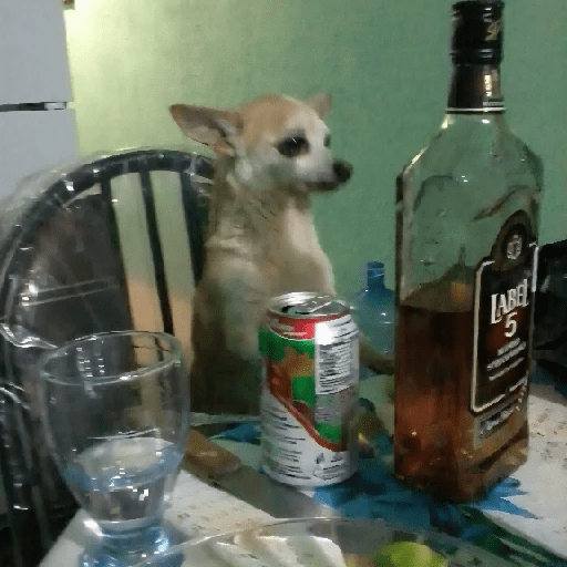 Perritos Reacciones #5 🐩 18