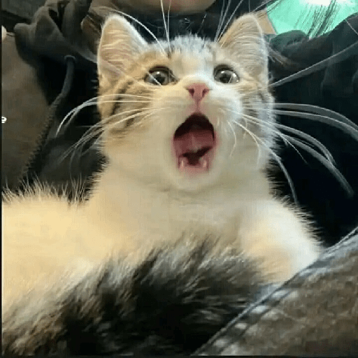 Gatitos 😹 1