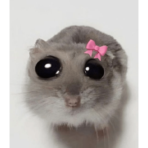 HAMSTER IMUT 4