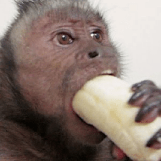 Changuitos Random 🐒 2